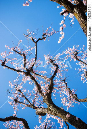 Plum tree, plum flower, Plum tree, plum flower, 49858464