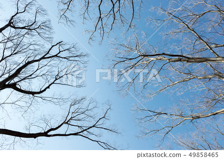 Winter trees Winter trees 49858465