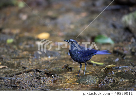 Adult Blue whistling thrush (Myophonus caeruleus) Adult Blue whistling thrush (Myophonus caeruleus) 49859011