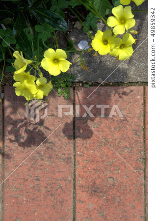 Yellow flower 49859342