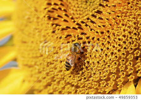 向日葵芽 49859353