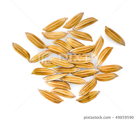 Sorghum Grains on White Background 49859590