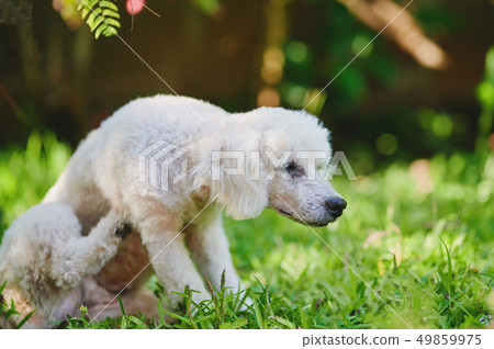 White poodle dog sratch himself White poodle dog sratch himself 49859975