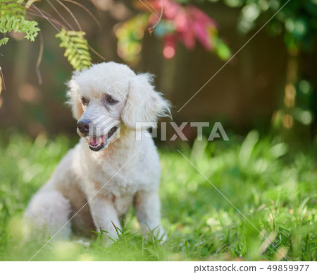 Cute white poodle dog Cute white poodle dog 49859977