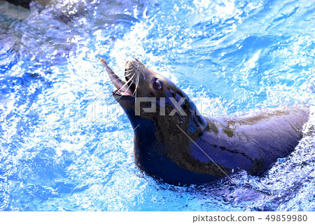 海獅 海獅 49859980