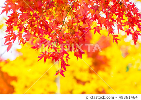 Beautiful red and green maple leaf on tree Beautiful red and green maple leaf on tree 49861464