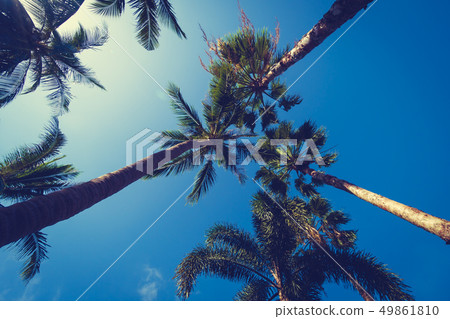 Beautiful tropical coconut palm tree with sky background Beautiful tropical coconut palm tree with sky background 49861810