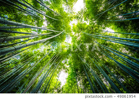 Beautiful landscape of bamboo grove in the forest at Arashiyama kyoto Beautiful landscape of bamboo grove in the forest at Arashiyama kyoto 49861954