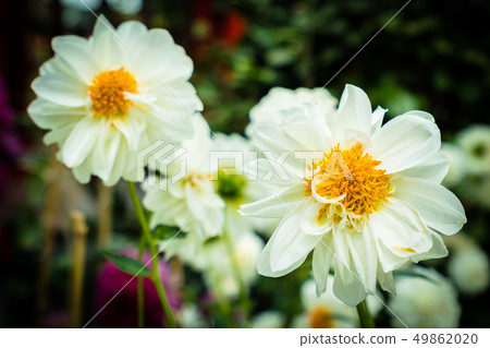 Colorful flower in the garden Colorful flower in the garden 49862020