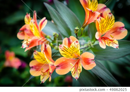 Colorful flower in the garden Colorful flower in the garden 49862025