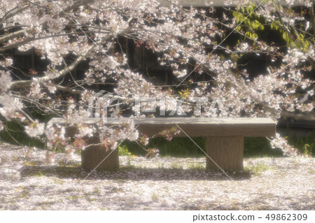 Cherry bench 49862309