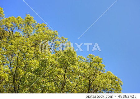 A broad leaf tree with a beautiful yellow-green young leaf and a blue sky 49862423
