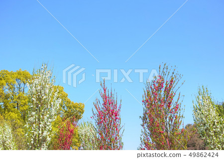 Hua Mang and blue sky 49862424