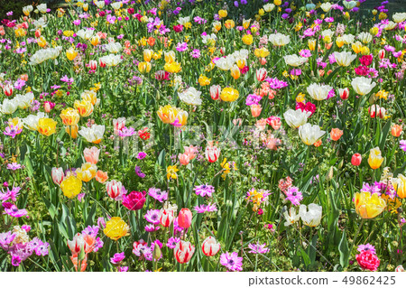 Flower bed of tulip in a disorderly blooming style 49862425