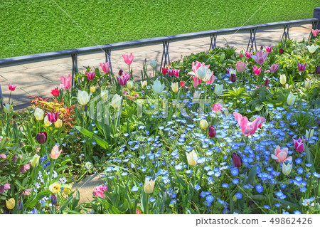 Flower bed beside the sidewalk where tulips bloom 49862426