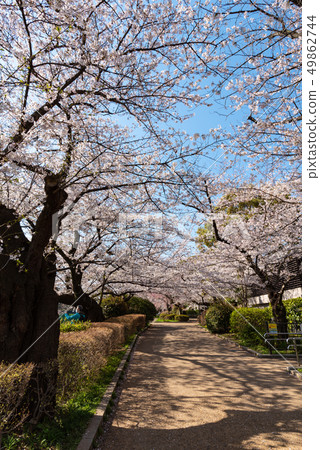 Chidorigafuchi公園 49862744
