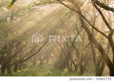 Mori sunlight through the fresh green 49862759