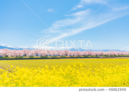 Spring in Japan Toyama Prefecture Ayukawa Bellina flowers and cherry blossom trees 49862949
