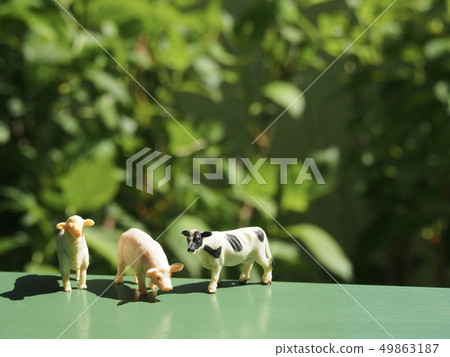 Miniature livestock 2 49863187