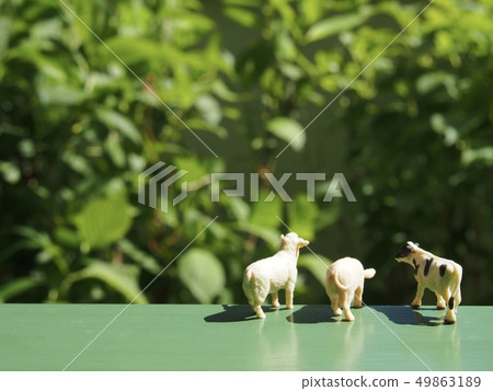 Miniature livestock 3 49863189