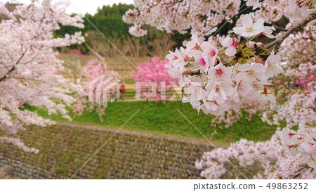 櫻花（Daewoo Hongo）1 49863252