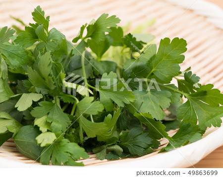 Italian parsley 49863699