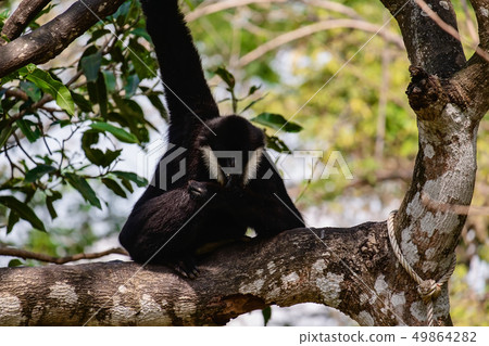 Gibbon climbing on the tree 49864282