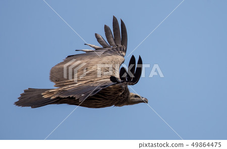Himalayan griffon vulture (Gyps himalayensis) 49864475