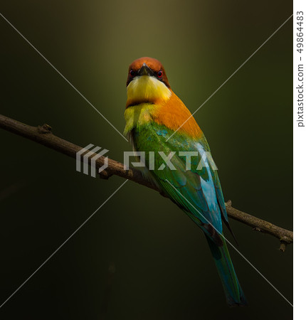 Chestnut-headed Bee-eater (Merops leschenaulti) on 49864483