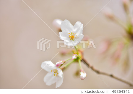 櫻花 49864541