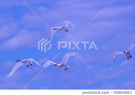 Beautifully dancing swan Beautifully dancing swan 49864863