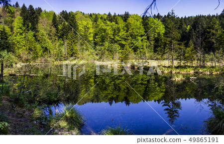 lake in the forest lake in the forest 49865191