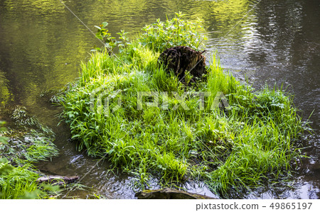 small island of grass small island of grass 49865197