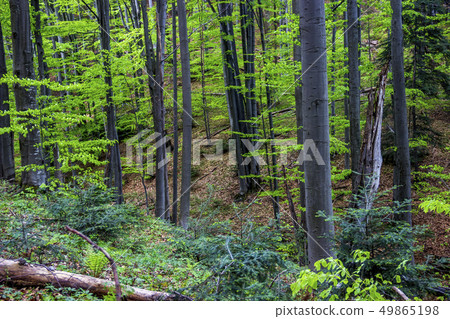 a deep forest a deep forest 49865198