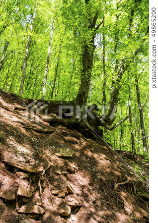 deep ravine in the forest deep ravine in the forest 49865200