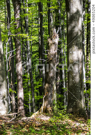 a deep forest a deep forest 49865204