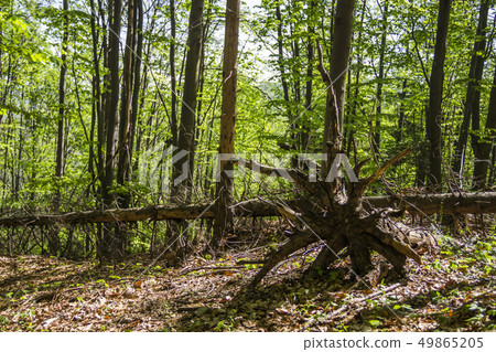 a root of fallen tree 49865205