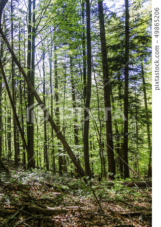 a deep forest a deep forest 49865206