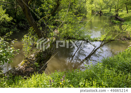 fallen tree in forest river 49865214