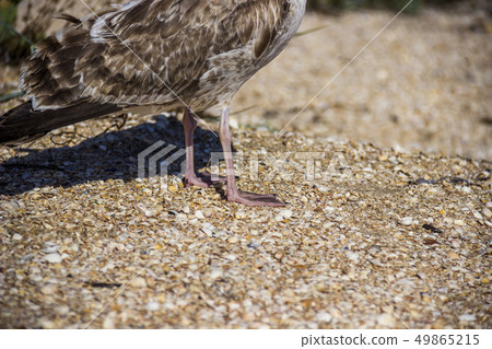 a seagulls feet 49865215