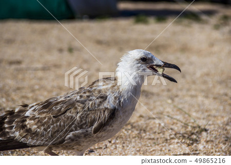a Heuglins gull 49865216