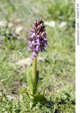 wild orchid 49865534