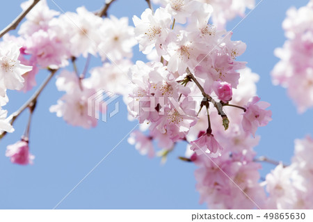 櫻花 櫻花 49865630