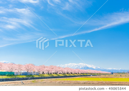 Japan's spring Toyama Prefecture Kamogawari cherry blossoms lined with trees 49865844