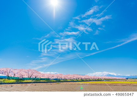 日本的春天富山縣Kamogawari櫻花盛開的樹木 49865847