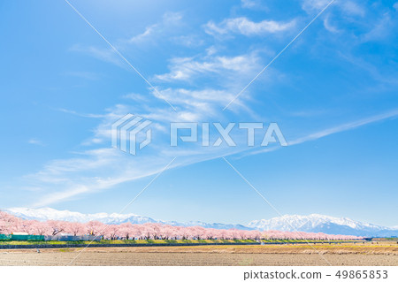 日本的春天富山縣Kamogawari櫻花盛開的樹木 49865853
