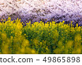 Cherry blossoms and rape fields 49865898