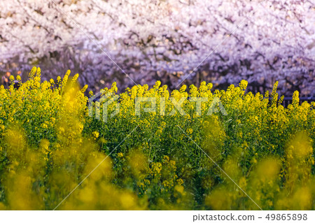 Cherry blossoms and rape fields Cherry blossoms and rape fields 49865898