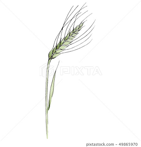 Green ear of wheat. Watercolor background illustration set. Isolated wheat illustration element. 49865970