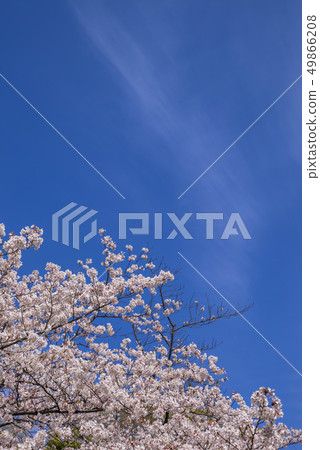 Blue sky and cherry blossoms in full bloom 49866208